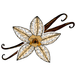 Autocollant Pâtisserie Gousse Vanille