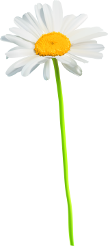 Autocollants Fleur Marguerite