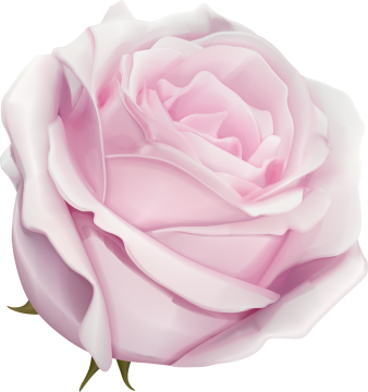 Autocollants Fleur Rose Rose