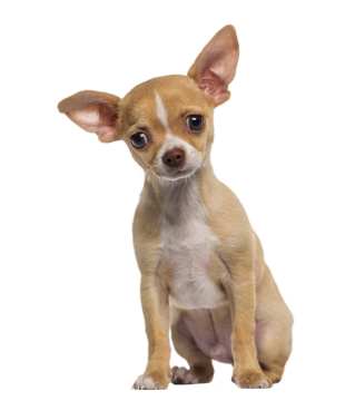 Autocollant Animaux Domestique Chien Chihuahua 1
