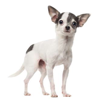Autocollant Animaux Domestique Chien Chihuahua 3