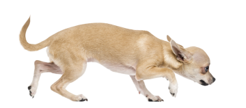Autocollant Animaux Domestique Chien Chihuahua 7