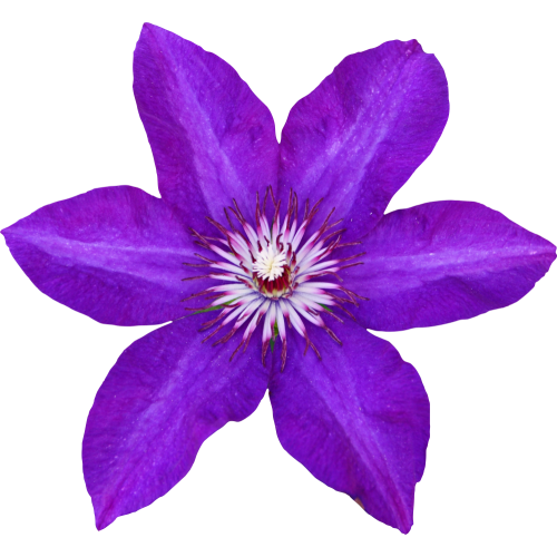 Autocollant Divers Fleur Violette - ref.d11970 | MPA Pro