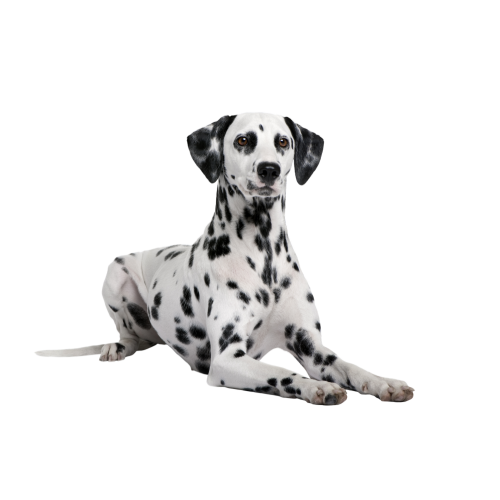 Sticker Disney - Les 101 Dalmatiens