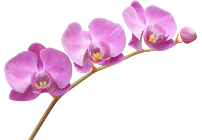 Autocollants Fleur Violette