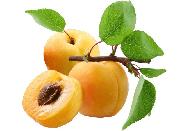 Autocollant Alimentation Fruit Abricot 1