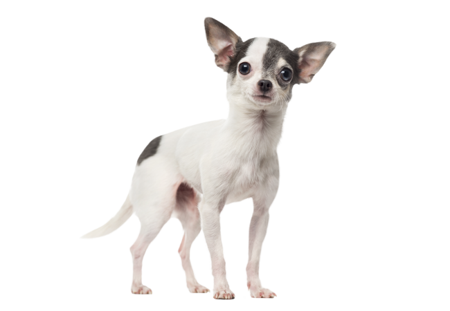 Autocollant Animaux Domestique Chien Chihuahua 3