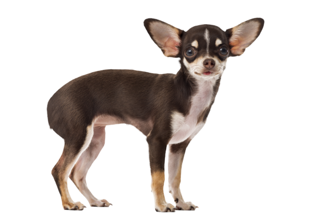 Autocollant Animaux Domestique Chien Chihuahua 4