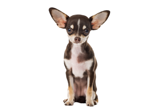 Autocollant Animaux Domestique Chien Chihuahua 5