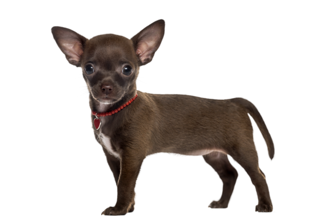 Autocollant Animaux Domestique Chien Chihuahua 6