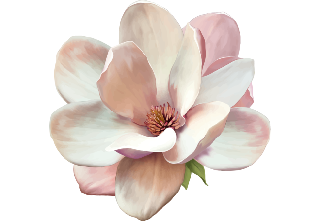 Autocollants Fleur Blanche