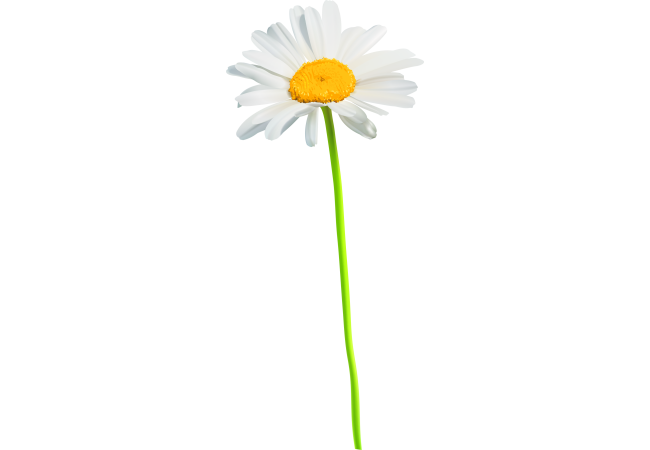 Autocollants Fleur Marguerite