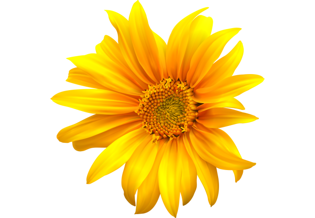 Autocollants Fleur Tournesol