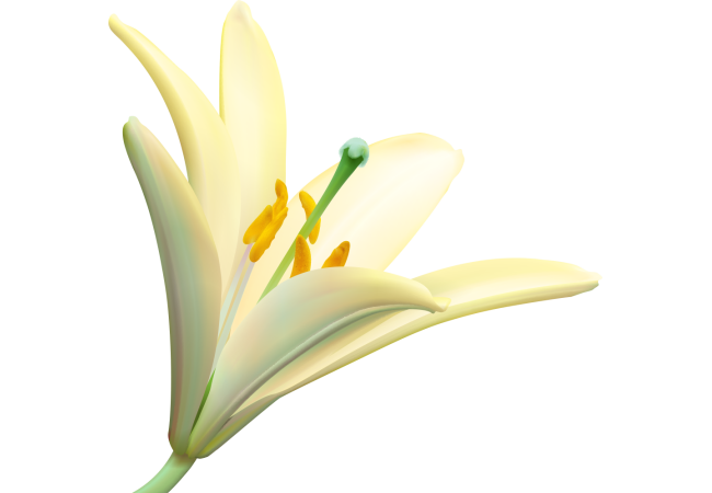 Autocollants Fleur Blanc