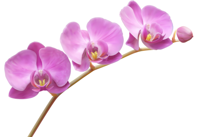 Autocollants Fleur Violette