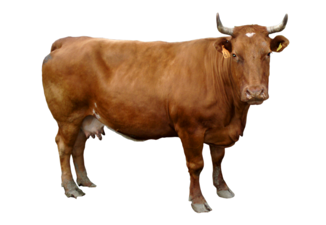 Autocollant Animaux Ferme Vache 1