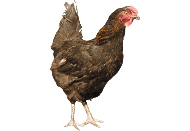 Autocollant Animaux Ferme Poule 1