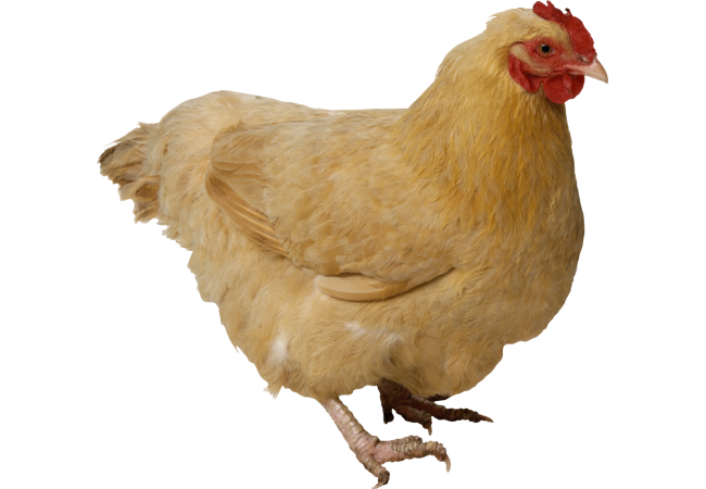Autocollant Animaux Ferme Poule 2