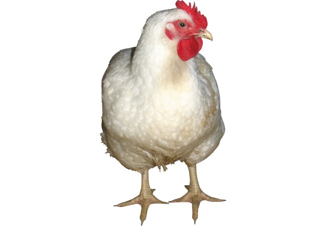 Autocollant Animaux Ferme Poule 3