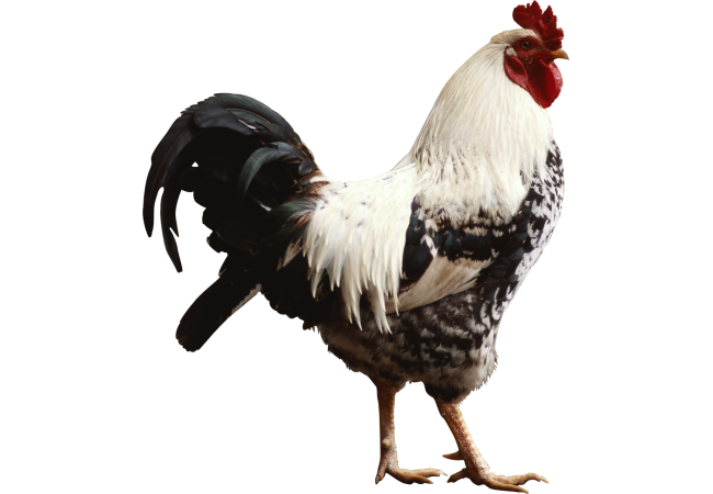 Autocollant Animaux Ferme Coq 1