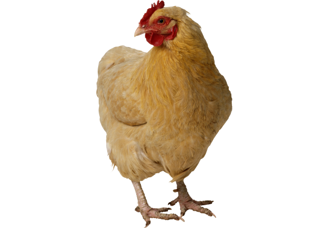 Autocollant Animaux Ferme Poule 4