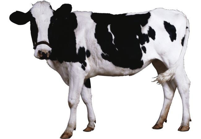 Autocollant Animaux Ferme Vache 2