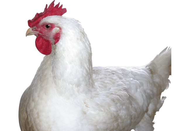 Autocollant Animaux Ferme Poule 5