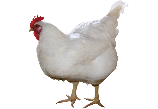 Autocollant Animaux Ferme Poule 6