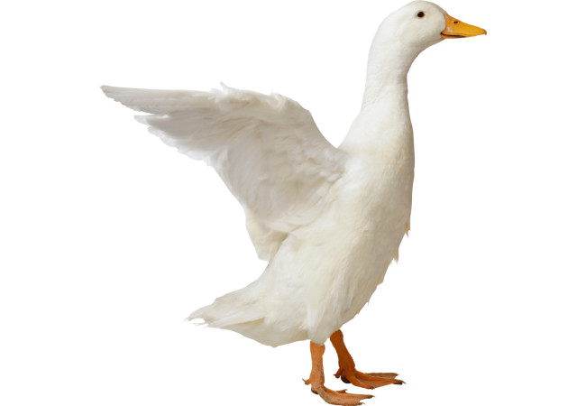 Autocollant Animaux Ferme Canard 1