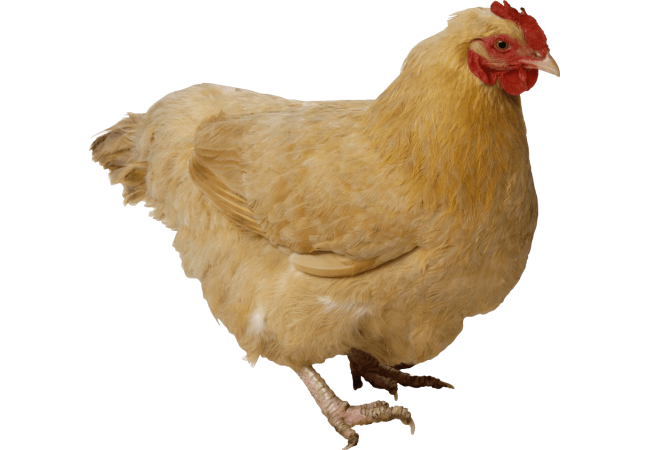 Autocollant Animaux Ferme Poule 7
