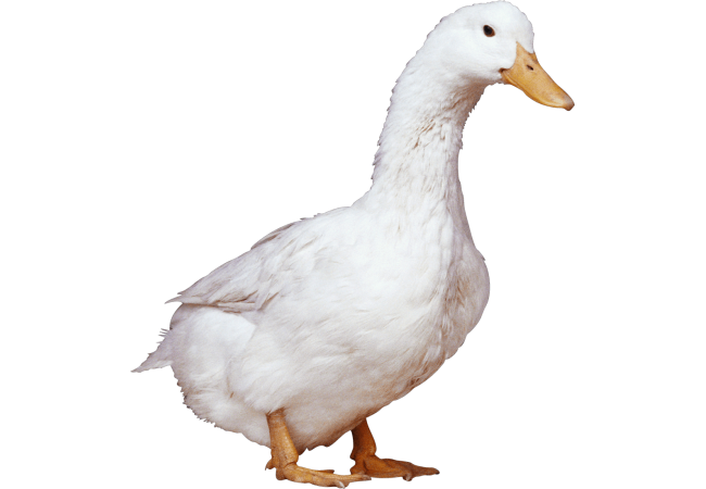 Autocollant Animaux Ferme Canard 2