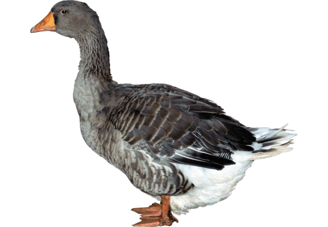 Autocollant Animaux Ferme Canard 3