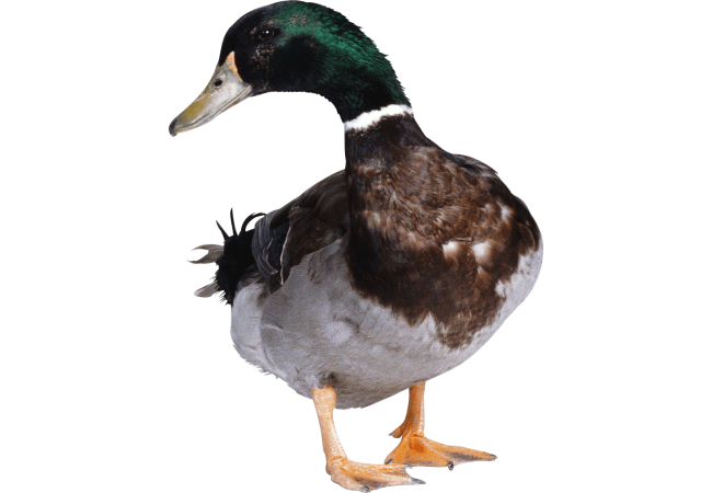 Autocollant Animaux Ferme Canard 4