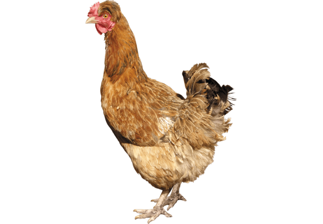 Autocollant Animaux Ferme Poule 8
