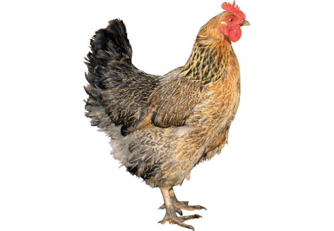 Autocollant Animaux Ferme Poule 9