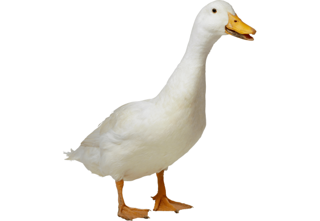 Autocollant Animaux Ferme Canard 5