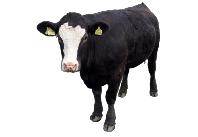 Autocollant Animaux Ferme Vache 3