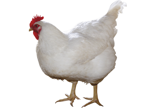 Autocollant Animaux Ferme Poule 10