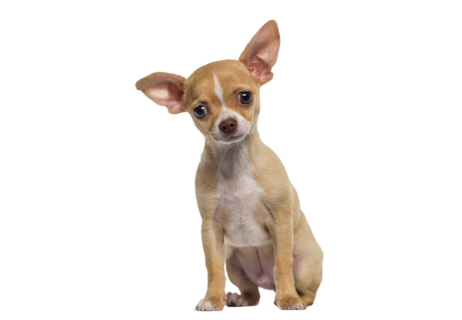 Autocollant Animaux Domestique Chien Chihuahua 1