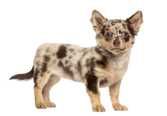 Autocollant Animaux Domestique Chien Chihuahua 2