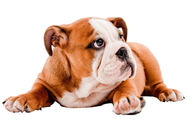 Autocollant Animaux Domestique Chien Bouledogue 1
