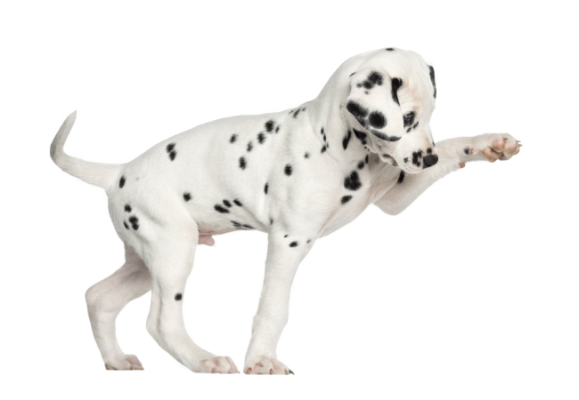 Autocollant Animaux Domestique Chien Dalmatien 1