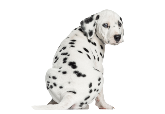 Autocollant Animaux Domestique Chien Dalmatien 2