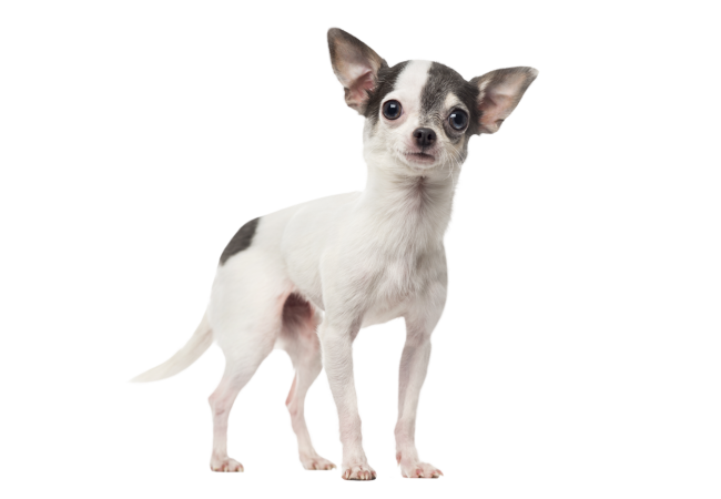 Autocollant Animaux Domestique Chien Chihuahua 3