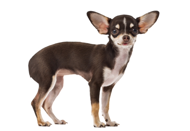 Autocollant Animaux Domestique Chien Chihuahua 4
