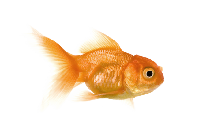 Autocollant Animaux Domestique Poisson 1
