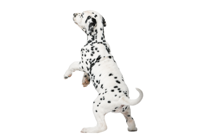 Autocollant Animaux Domestique Chien Dalmatien 5