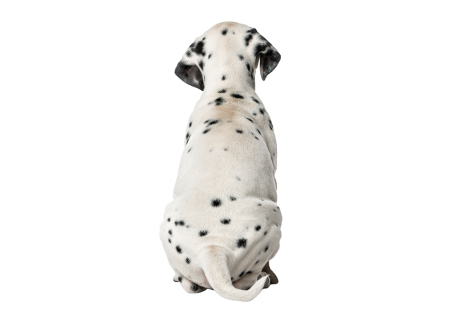 Autocollant Animaux Domestique Chien Dalmatien 6