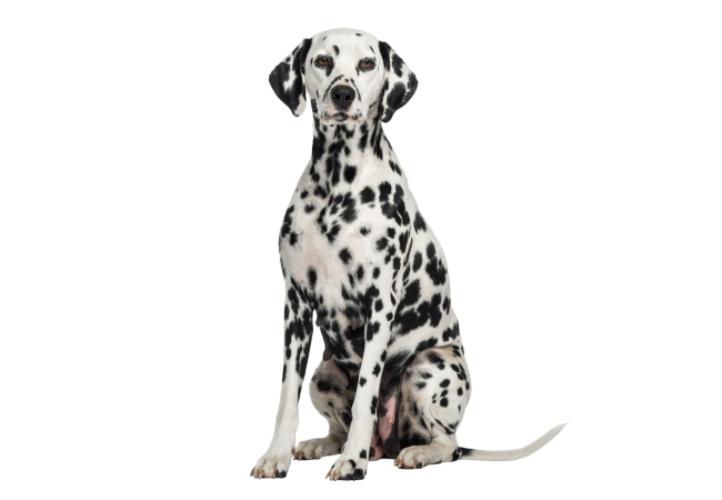 Autocollant Animaux Domestique Chien Dalmatien 7