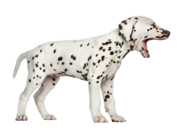 Autocollant Animaux Domestique Chien Dalmatien 8